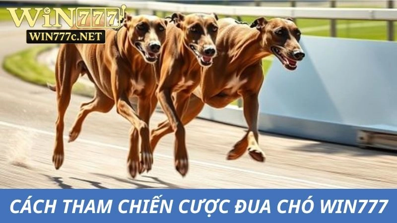 Cách tham gia chơi