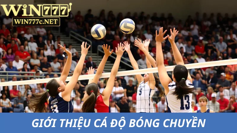 Đôi nét về cá độ bóng chuyền tại nhà cái