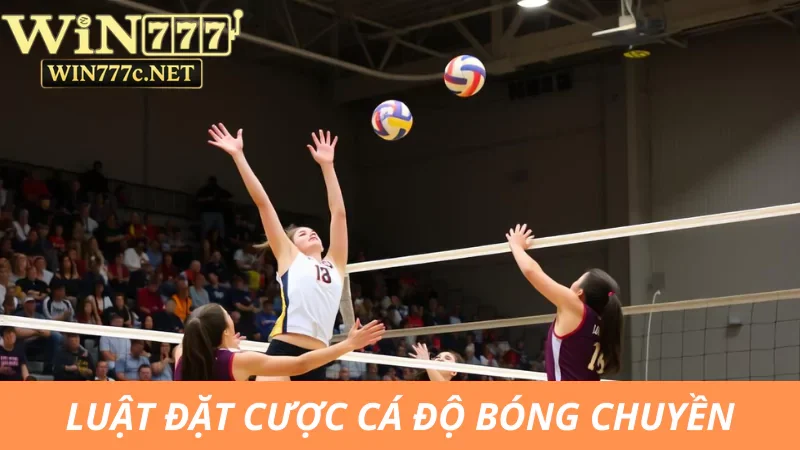 Luật cá độ bóng chuyền cho newbie mới tham gia